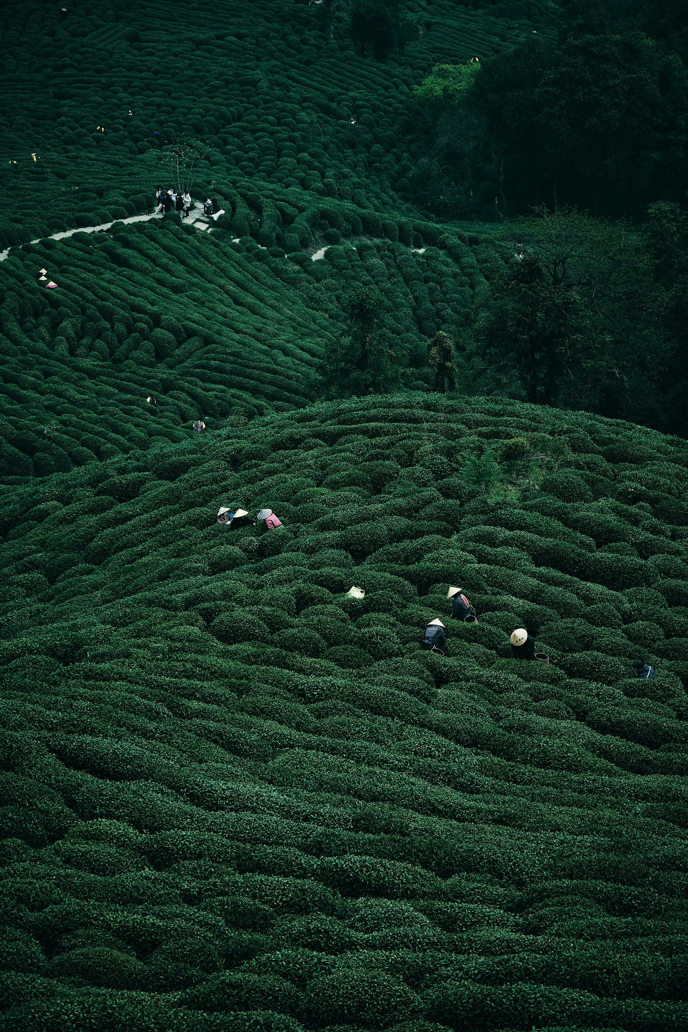 Alishan High Mountain Oolong Tea